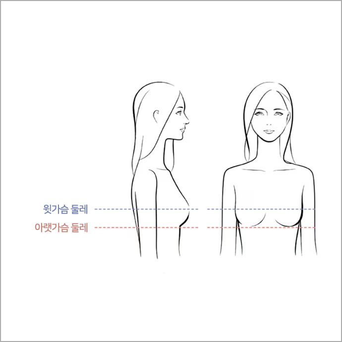 윗가슴과 아랫가슴 둘레를 측정합니다.